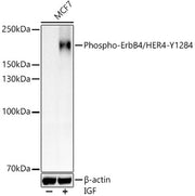 Phospho-ErbB4/HER4-Y1284 Rabbit pAb