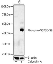 Phospho-GSK3β-S9 Rabbit pAb