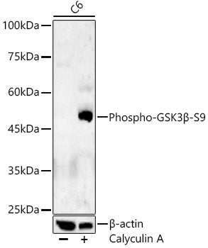Phospho-GSK3β-S9 Rabbit pAb