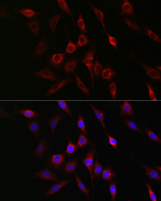 Phospho-GSK3β-S9 Rabbit pAb