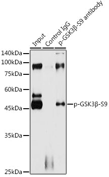 Phospho-GSK3β-S9 Rabbit pAb