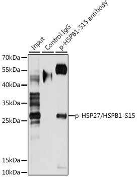 Phospho-HSP27/HSPB1-S15 Rabbit pAb
