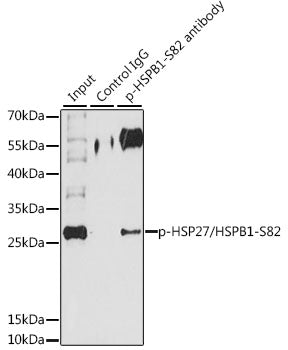 Phospho-HSP27/HSPB1-S82 Rabbit pAb