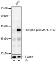 Phospho-p38 MAPK-Y182 Rabbit pAb