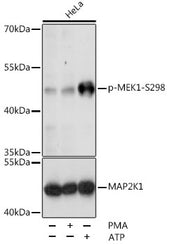Phospho-MEK1-S298 Rabbit pAb