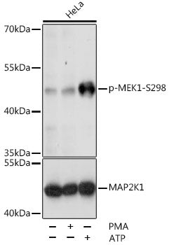 Phospho-MEK1-S298 Rabbit pAb