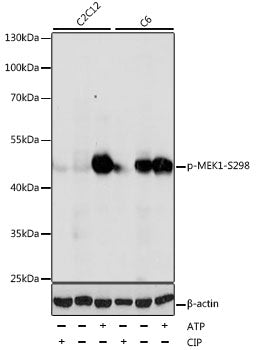 Phospho-MEK1-S298 Rabbit pAb