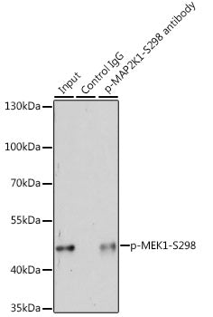 Phospho-MEK1-S298 Rabbit pAb