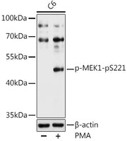 Phospho-MEK1-pS221 Rabbit pAb