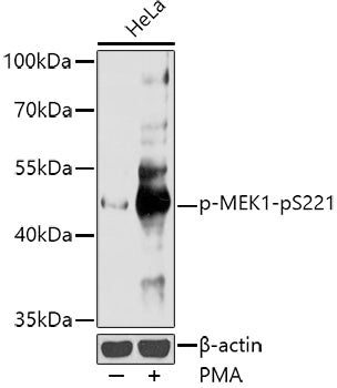 Phospho-MEK1-pS221 Rabbit pAb