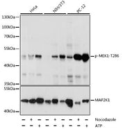 Phospho-MEK1-T286 Rabbit pAb