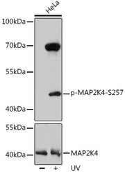 Phospho-MAP2K4-S257 Rabbit pAb