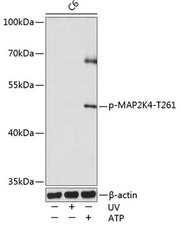 Phospho-MAP2K4-T261 Rabbit pAb