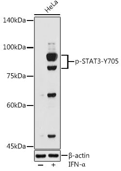 Phospho-STAT3-Y705 Rabbit pAb