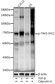Phospho-TAK1-S412 Rabbit pAb