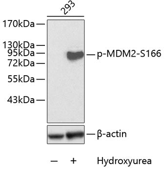 Phospho-MDM2-S166 Rabbit pAb