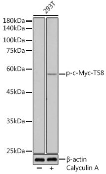 Phospho-c-Myc-T58 Rabbit pAb