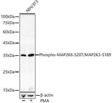 Phospho-MAP2K6-S207/MAP2K3-S189 Rabbit pAb