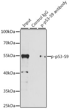 Phospho-p53-S9 Rabbit pAb