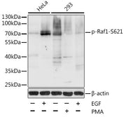 Phospho-Raf1-S621 Rabbit pAb