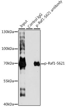 Phospho-Raf1-S621 Rabbit pAb