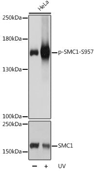 Phospho-SMC1-S957 Rabbit pAb