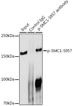 Phospho-SMC1-S957 Rabbit pAb