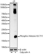 Phospho-Histone H3-T11 Rabbit pAb
