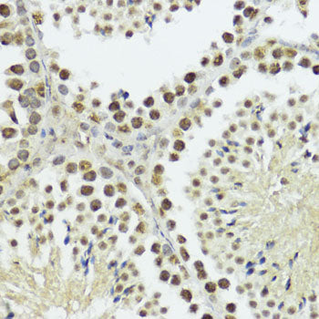 Phospho-Histone H3-T11 Rabbit pAb