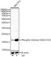 Phospho-Histone H2AX-S139 Rabbit pAb