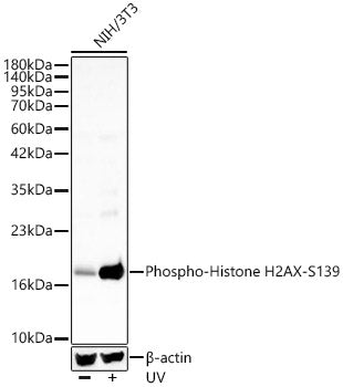 Phospho-Histone H2AX-S139 Rabbit pAb