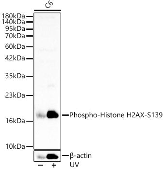 Phospho-Histone H2AX-S139 Rabbit pAb
