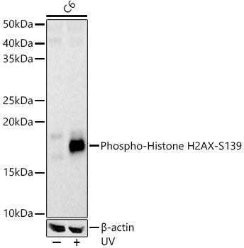 Phospho-Histone H2AX-S139 Rabbit pAb
