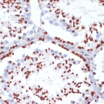Phospho-Histone H2AX-S139 Rabbit pAb