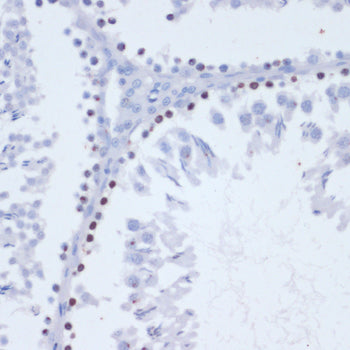 Phospho-Histone H2AX-S139 Rabbit pAb