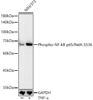 Phospho-NF-kB p65/RelA-S536 Rabbit pAb