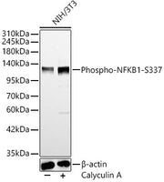 Phospho-NFKB1-S337 Rabbit pAb