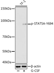 Phospho-STAT5A-Y694 Rabbit pAb