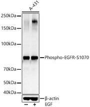 Phospho-EGFR-S1070 Rabbit pAb