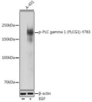 Phospho-PLC gamma 1 (PLCG1)-Y783 Rabbit pAb