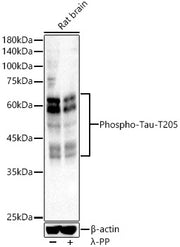 Phospho-Tau-T205 Rabbit pAb