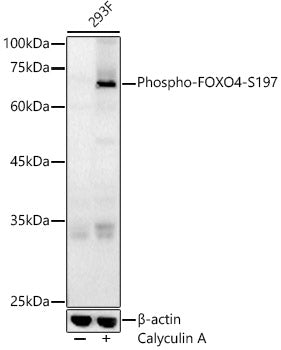 Phospho-FOXO4-S197 Rabbit pAb