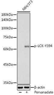 Phospho-LCK-Y394 Rabbit pAb