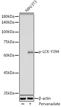 Phospho-LCK-Y394 Rabbit pAb