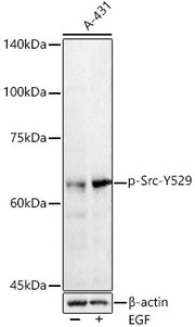Phospho-Src-Y529 Rabbit pAb