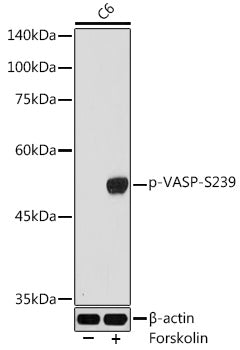 Phospho-VASP-S239 Rabbit pAb