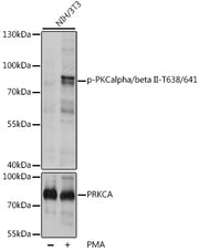 Phospho-PKCalpha/beta II-T638/641 Rabbit pAb