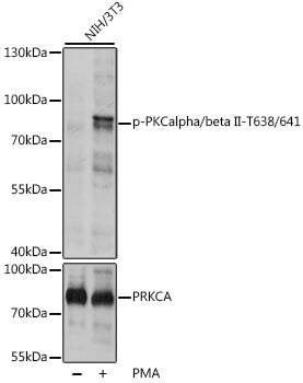Phospho-PKCalpha/beta II-T638/641 Rabbit pAb