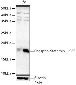 Phospho-Stathmin 1-S25 Rabbit pAb