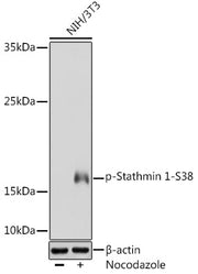 Phospho-Stathmin 1-S38 Rabbit pAb